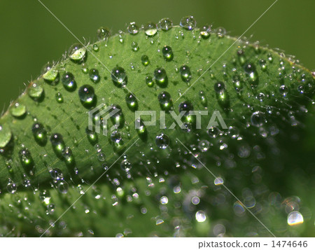 Murasakii蛤蜊和早晨露水葉子 1474646