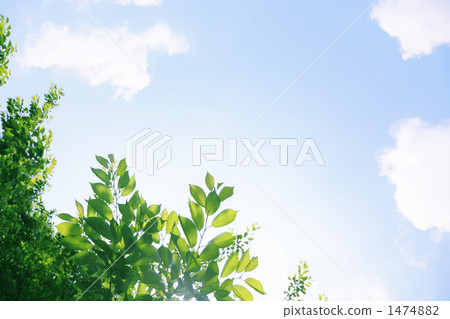 天空和新鮮的綠色年輕葉子 天空和新鮮的綠色年輕葉子 1474882