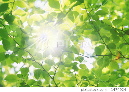 Fresh green leaves and light Fresh green leaves and light 1474924
