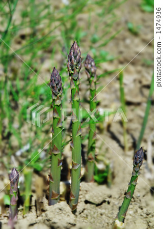 Green asparagus Green asparagus 1474936