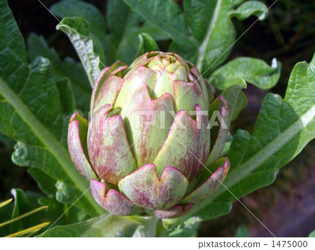 它變成了朝鮮薊! 它變成了朝鮮薊! 1475000