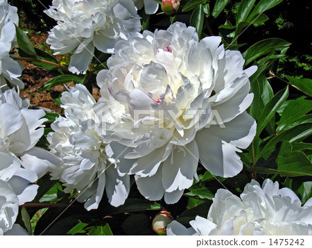 White large wheat peonies 1475242