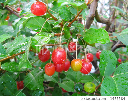 Gumi set a fruit Gumi set a fruit 1475584