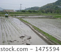 Rice planting 1475594