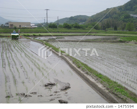 Rice planting 1475594