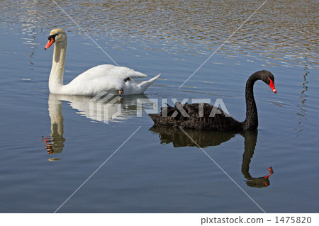 Swans and black birds Swans and black birds 1475820