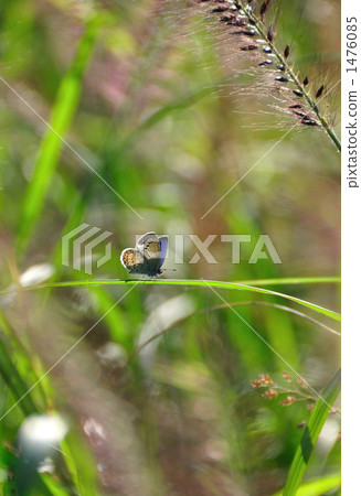 四治見町 1476085