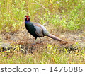 Pheasant (male) 1476086