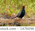Pheasant (male) 1476096