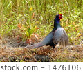Pheasant (male) 1476106