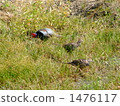 Pheasant pair 1476117
