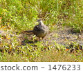 Pheasant (female) 1476233