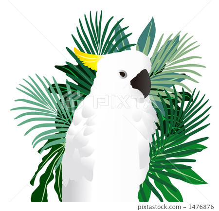 white parrot 1476876