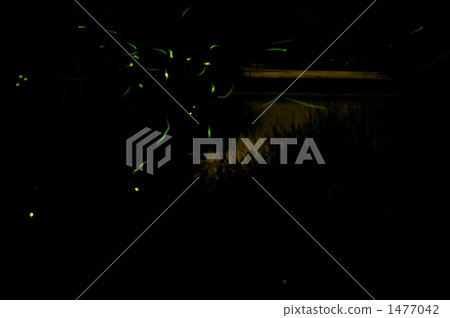 Firefly light 1477042