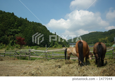 Kiso horses feeding grass 1477044