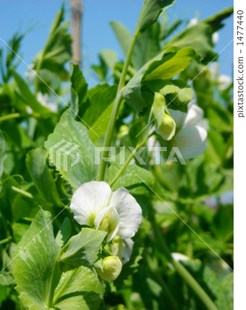 Green peas white flowers 1477440