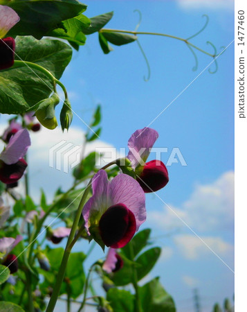 Silky Saya's red flower Silky Saya's red flower 1477460