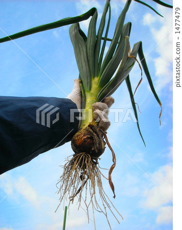 Digging home onions 1477479