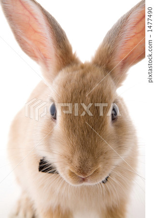 Rabbit face crest front 1477490