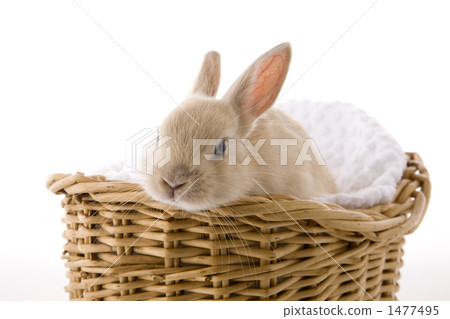 兒童兔子富士籃子放鬆的臉 兒童兔子富士籃子放鬆的臉 1477495