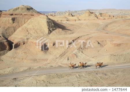 駱駝卡斯特駱駝 1477644