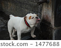 牛頭犬 1477688