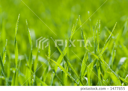 早晨露水大麥年輕人離開 早晨露水大麥年輕人離開 1477855