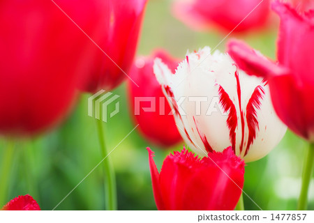 鬱金香 花朵 花 1477857