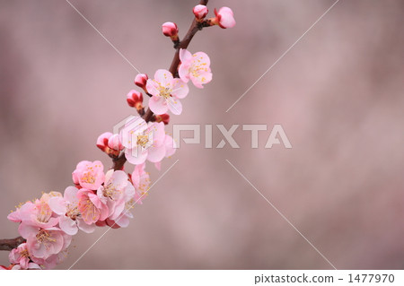 Apricot flowers ④ 1477970
