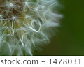 seed, species, fluff 1478031