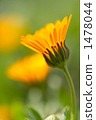 botanic, botanical, plant 1478044