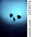 longfin batfish, in the water, reflection 1478074