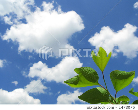 The young leaves of Dangcoe bai in the summer sky 1478076