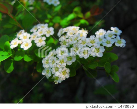 Marubeni Iwashita Nozomi (Maruba Iwa Shimotsuke) Designated plants 1478080