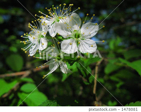 Fukayama Sakura（Miyamazakura） 1478081