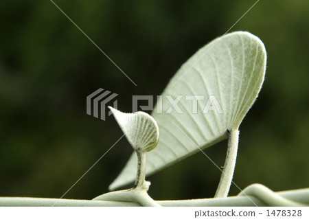 氣球類型葉子大象登山人 氣球類型葉子大象登山人 1478328