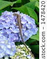 A lizard and a hydrangea 1478420
