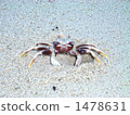 Ningaru Maritime Park coast crab 1478631