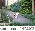 Mikane cat in the garden! 1478802