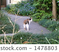 I see the tortoiser cat tail walking. 1478803