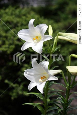In the early summer sunshine, pure white white lily flower that bloomed out 1478807