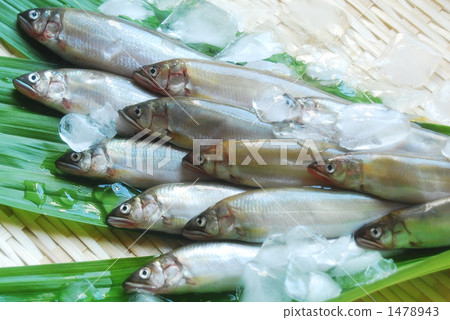 香魚 海鮮 海產品 1478943