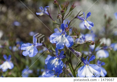 Lobelia 1479087