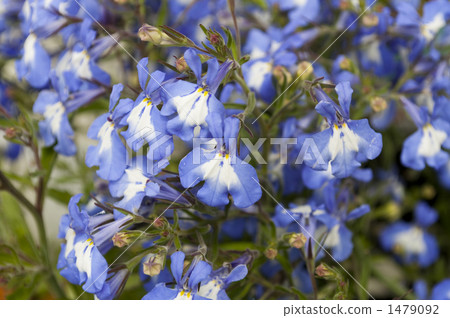 Lobelia 1479092