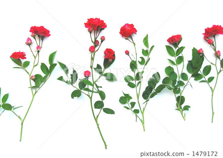 cut flowers, rose, roses 1479172