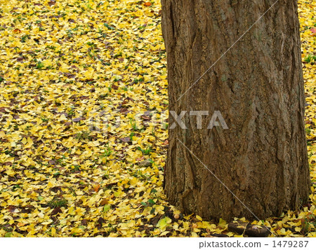 Ginkgo's fallen leaves 1479287