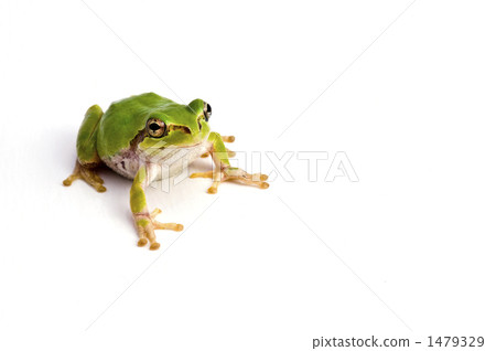 japanese tree frog, treefrog, tree frog 1479329