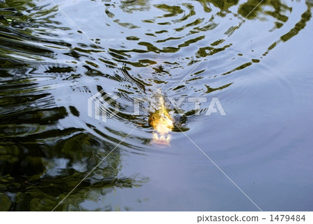 A carp like a dragon A carp like a dragon 1479484