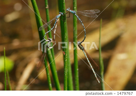 Mating of Hosomiotomembambo 1479767