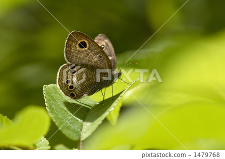 Ypthima argus 1479768